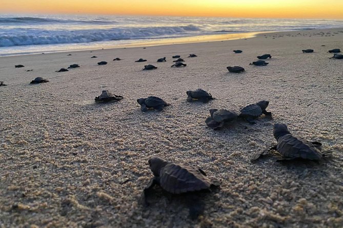 TOUR LIBERACIÒN TORTUGAS